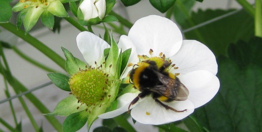 Aardbeien zitten vol antioxidanten